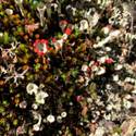Cladonia coccifera, green cups with bright red spores